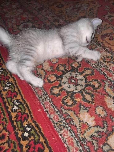 heyvanla barter: Şinşilla, Dişi, Yaxşı əllərə, Pulsuz çatdırılma — 4