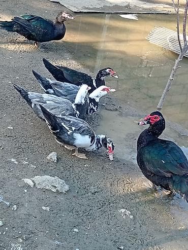 əbabil quşu haqqında məlumat: Lal ördey yumurtasi maşdagadadi — 4