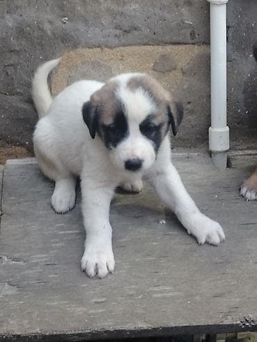 Qurdbasar, Erkek, Peyvəndli, Pulsuz çatdırılma