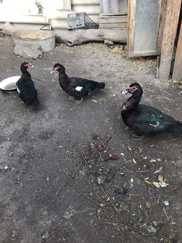 azərbaycan pişik adları: Zumrud Ördey fereler 35. Xoruzu 50 manat - Rənglər: əsasən — 3