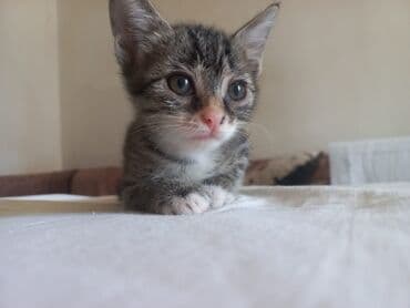 bala pişik adları: Tabbi, Yaxşı əllərə — 4