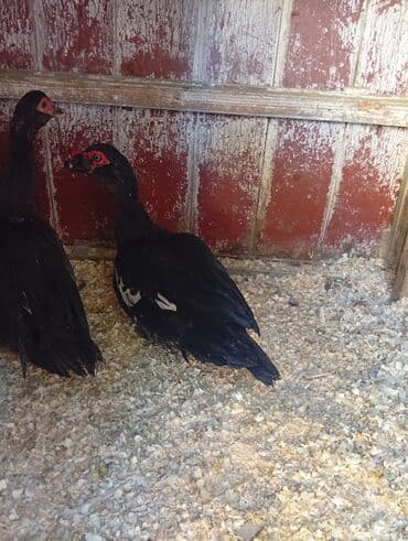 lal ördək balasi: Erkək, | Lal ördək, Damazlıq — 2