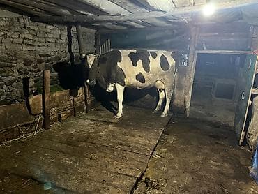 inəylər: Super ana bala inek satilir. Yaninda ivanofka disi danasi var. Hal — 5