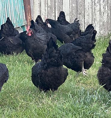 damaz: Toyuq, Australorp, Damazlıq — 8