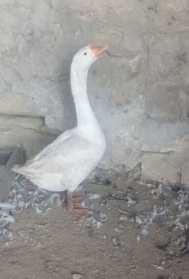 kend çolpası: Fere qaz — 2