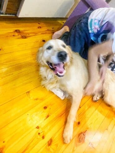 labrador it: Retriever, 1 il, Erkek, Peyvəndli — 6