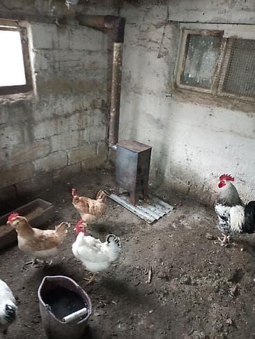 Atlar: Toyuq, Damazlıq, Ünvandan götürmə — 2