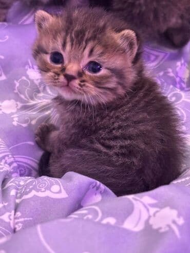 Птицы: Шиншилла, Самец, Самка — 4