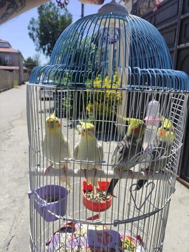 hələb kecilərin qiyməti: Korella Karella tutuqusu papuqay sevgi quşu nerazlucnik valnist 14 — 24