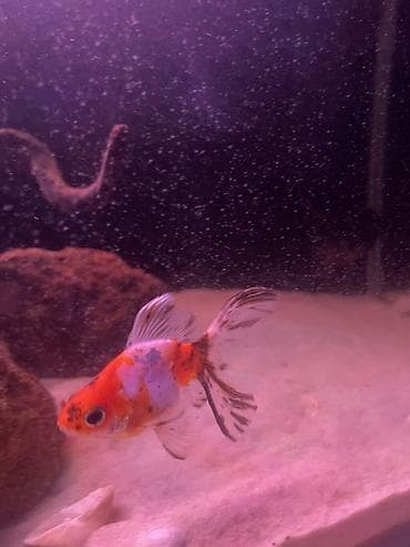 akvarium baliqlari qizil baliq: Qızıl balıq, Sülhsevər — 4