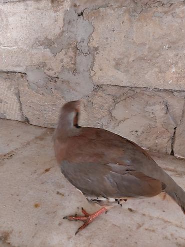 dönər əti: Məhsul: Dağ kekliyi (Alectoris chukar) Təsvir: - Fotolarda gördüyünüz — 3