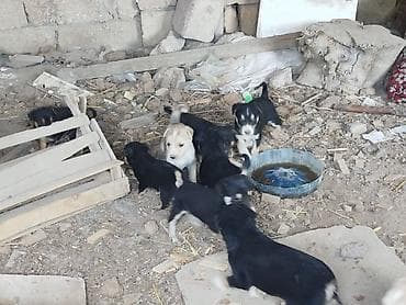 2 ayliq cuceler: Balaca it balaları – qarışıq cins - Şəkillərdə ana it və onun — 5