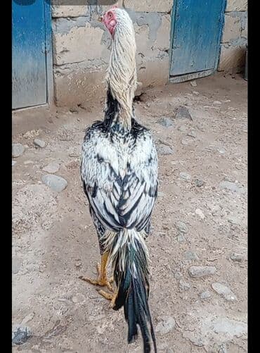 qizil baliq qiymeti: Satlır heyratı çolpa — 3