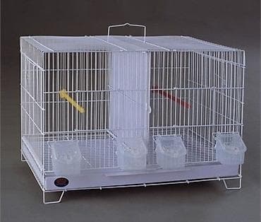 taxta qefes: SUPER PAPUQAY DƏSTİ 🦜cemi 45 azn ✨ Hamısı bir yerdə – ideal başlanğıc — 8