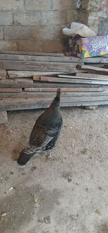 Inəklər, öküzlər: Məhsul: Hind toyuğu (hinduşka)6 klodu diri ceksi Təsvir: - Şəkillərdə — 2