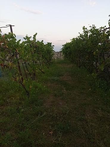 Mingəçevir, 9 kv. m, 1 otaqlı, Hovuzsuz, Su — 6
