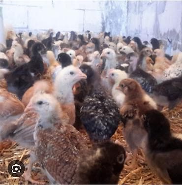 Toyuq cücələri, Damazlıq lalafo.az -da Toyuq cücələri, Damazlıq