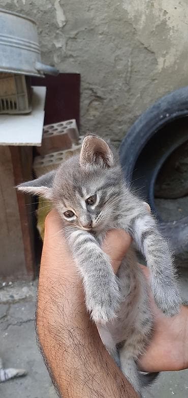 meyn kun: Tabbi, Erkək, Yaxşı əllərə, Ünvandan götürmə — 5