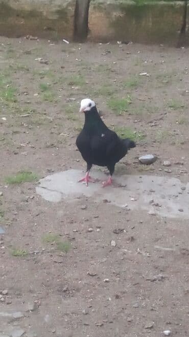 Quşlar: Salam qızğın mayadi — 1