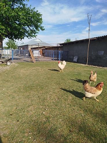 kreditle heyvan satisi: Kənd toyuqları satılır. 11 ədəddir, 10 fərə 1 xoruz, təbbi şəraitdə — 9
