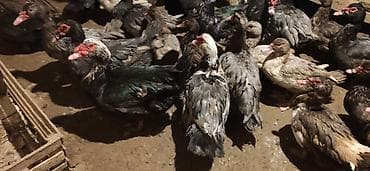 ordek qaz: - Növ: Lal ördək, amerikan sortu - Rənglər: tünd, ağ və qəhvəyi — 8