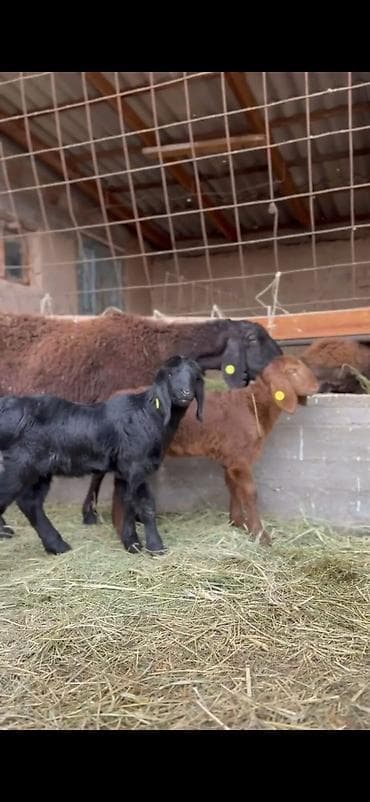 qoyun sekili: Qoyun və quzu dəsti - Ana qoyun: yerli ətlik-tip (qara başlı — 7