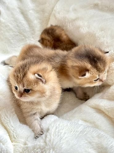 pişik pers: Gold Shinsilla (Baby Face) 30 gunluk Balalar Fikri ciddi olan narahat — 4