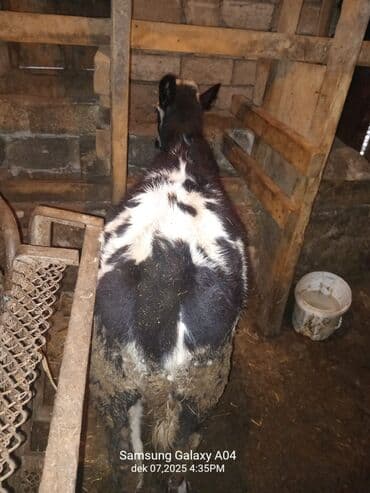 camış balası: Satılır: qara-ağ rəngli dana - Növ: mal-qara (dana) - Rəng: qara-ağ — 2