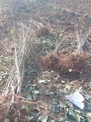 oğlan şəkili: Məhsul: Gül kolları (qızılgül) Təsvir: - Şəkillərdə müxtəlif rəng və — 5