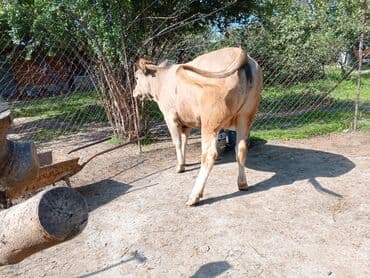 sudluk inekler satışı: Məhsul: Dana (erkək) Təsvir: - Şəkillərdə görünən sağlam, ətlik — 5