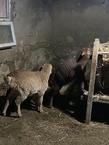 Рогатый скот: Quzular satılır 2 erkəy 1 dişi mayalı qəşəy quyruğlu quzulardı əsl — 2