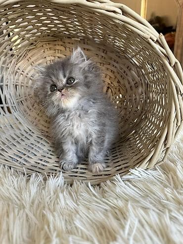 Gəmiricilər: Fars — 7