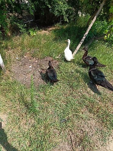popugay satisi: Qiymeti razilaşma yolu ile — 2
