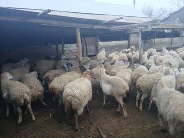 электрическая машинка для стрижки овец: Dişi, il: 5, 45 kq, Damazlıq, Südlük — 6