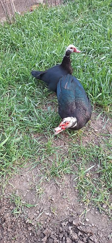 kuban ördək: 8 aylıq Lal ördekler .bir fere bir xoruz çütü 65 manat .xoruz aktiv — 5