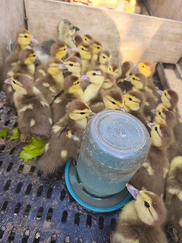 Dişi, Damazlıq, Ünvandan götürmə