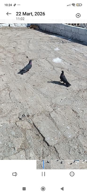 Təmiz kömürü qaralardılar mayanın altınd biraz ağı var cütü 20azın lalafo.az -da Təmiz kömürü qaralardılar mayanın altınd biraz ağı var cütü 20azın