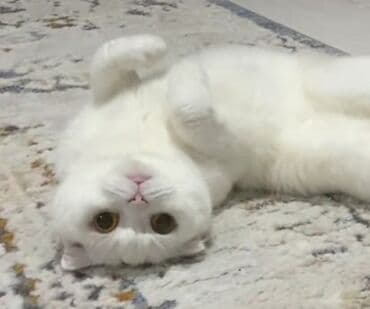 Lincoln: Шотладская вислоухая — 2