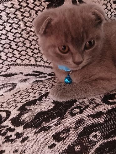 pişiklər bala: Şotland — 8