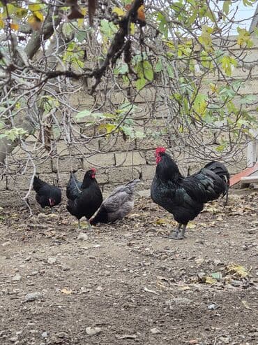 pulsuz pişik balaları: Xoruz, il: 1 — 5