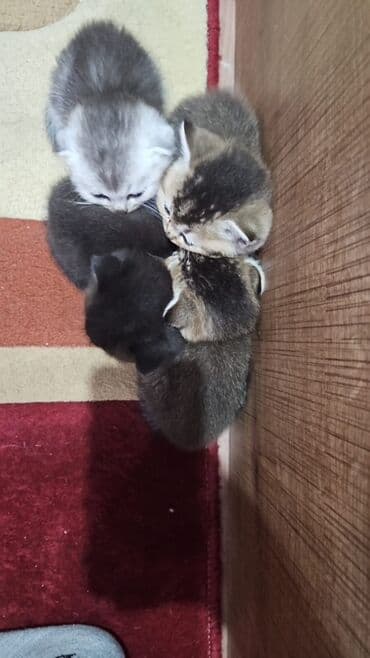 bala pişik şəkilləri: Sevimli pişik balaları - Bir nəslin 4 balası: gümüş-boz, qara, tünd — 2