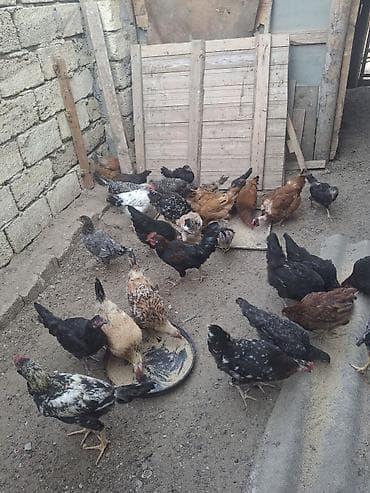 Toyuq, Damazlıq