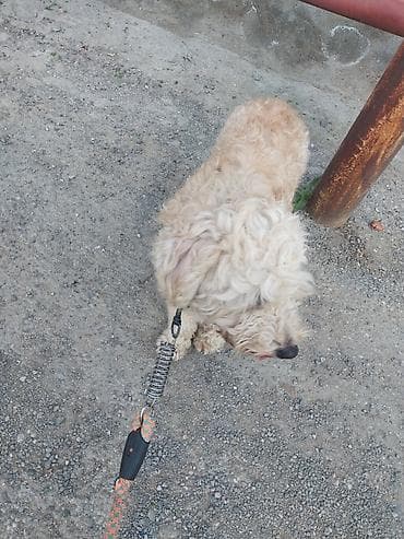 adamcıl it: Kiçik ölçülü, qıvırcıq tüklü it üçün gəzinti kəməri və kaman komplekti — 4