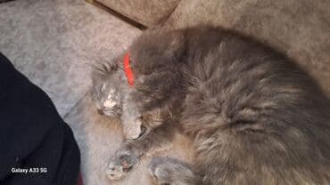 etibarli ellere pisik verirem: Pişiklər — 3