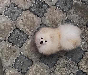 holstein inek satilir: Şpitz, 1 il, Erkek, Ünvandan götürmə — 4