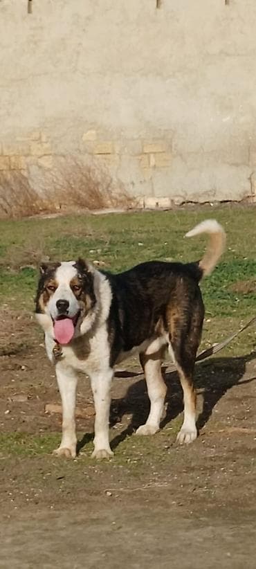 itlerin satışı: Qurdbasar, 3 il — 1