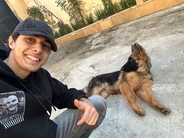 Alman çoban iti, 5 ay, Dişi, Peyvəndli