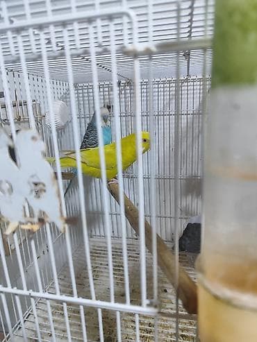 karella tutuquşu: Iki cüt bala verməyə hazır cüt. bir cütü 30manata. Savxoz Ramanada — 6