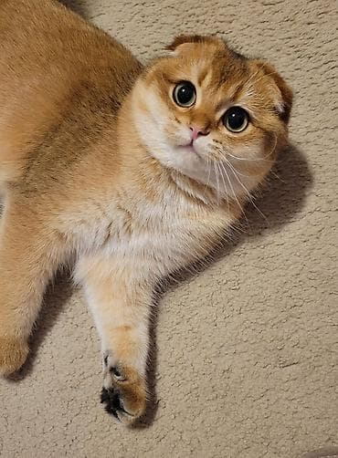 cin bildircin: Şotland — 2