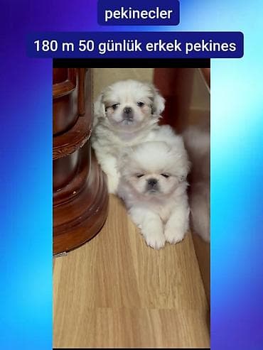 Quşlar: Pekines, Erkek — 1